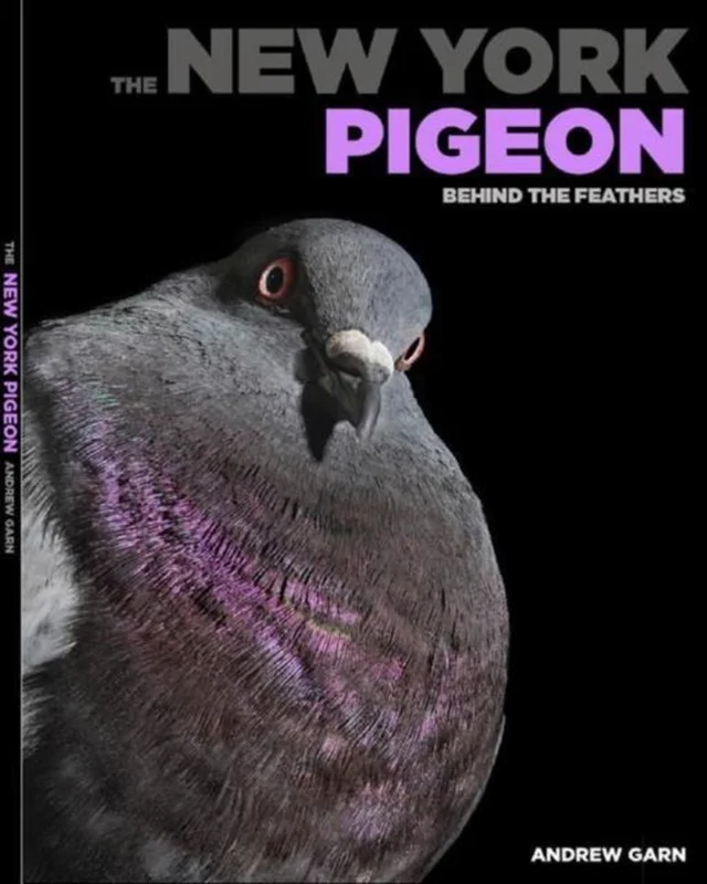 Fabrieksprijs The New York Pigeon