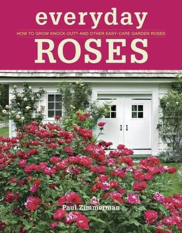 Dagaanbieding Everyday Roses