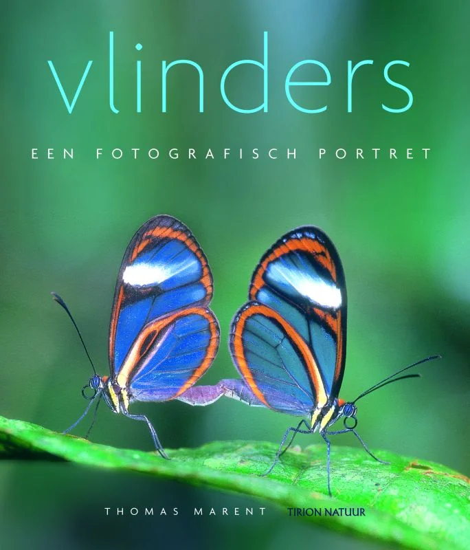 Vlinders Direct Verzonden