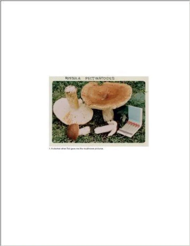 The Mushroom Collector Koopje
